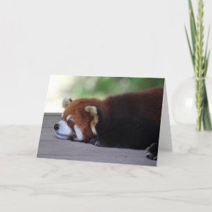 Carte Sleepy Red Panda Photo