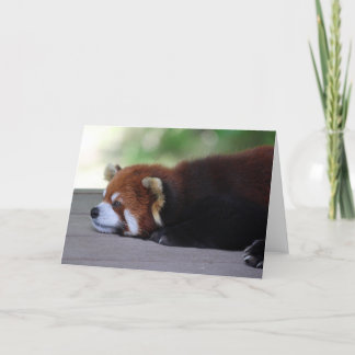 Carte Sleepy Red Panda Photo