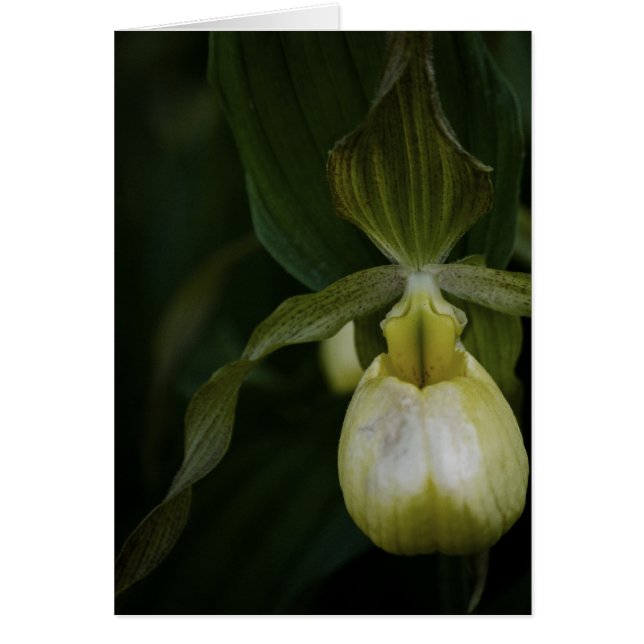 Carte Slipper 2 Jaune (Devant)