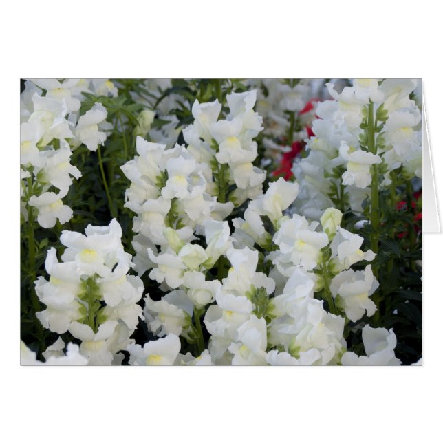 Carte Snapdragons Blanc (Devant horizontal)