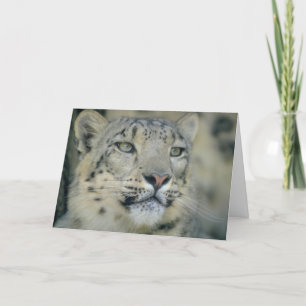 Carte Snow Leopard Close