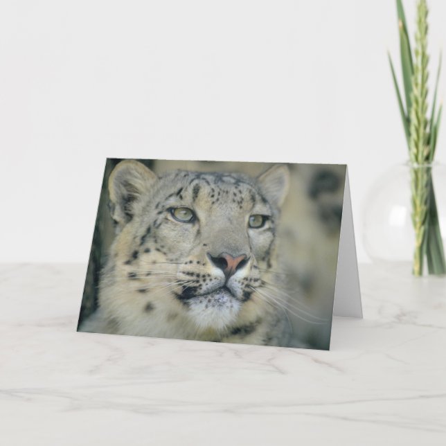 Carte Snow Leopard Close (Devant)