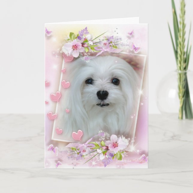 Carte Snowdrop the Maltese Birthday/Greeting Card (Devant)