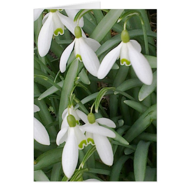 Carte Snowdrops (Devant)