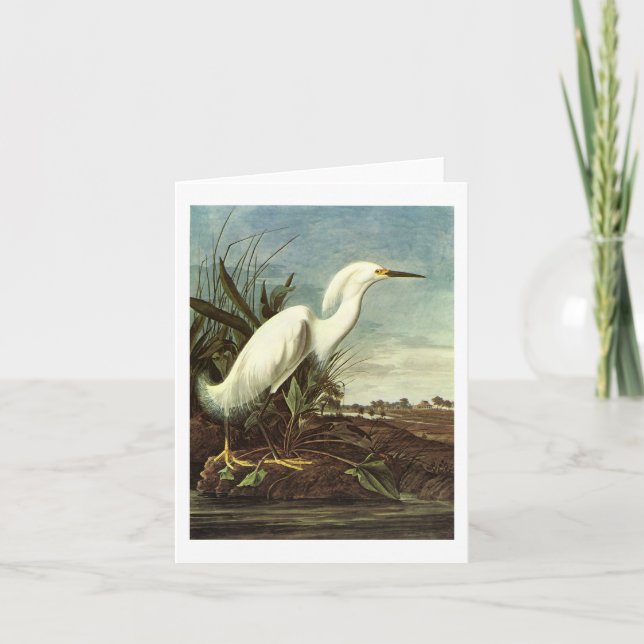 Carte Snowy Egret, John James Audubon (Devant)