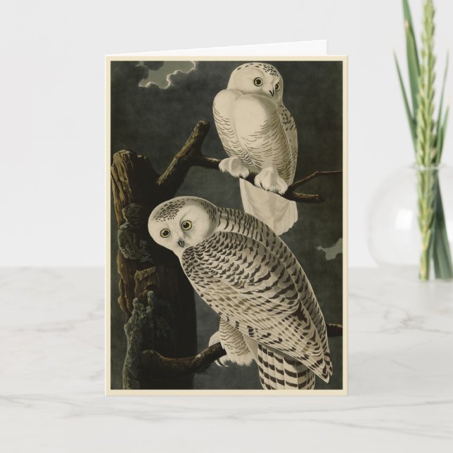 Carte Snowy Owl, John James Audubon's Birds of America (Devant)