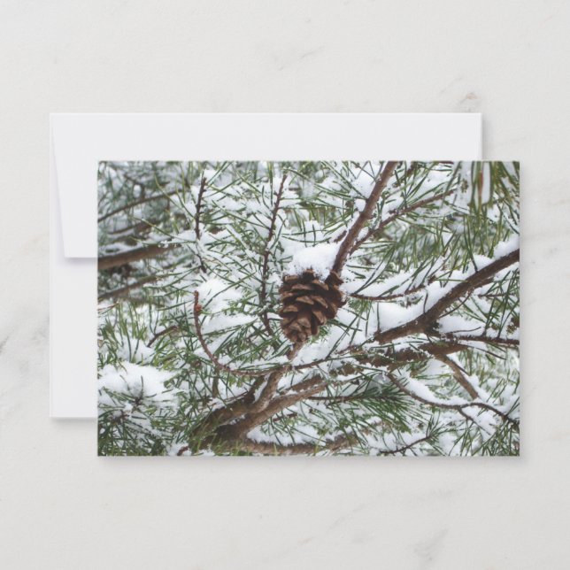 Carte Snowy Pine Cône II hiver Photographie de la nature (Devant)
