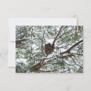 Carte Snowy Pine Cône II hiver Photographie de la nature