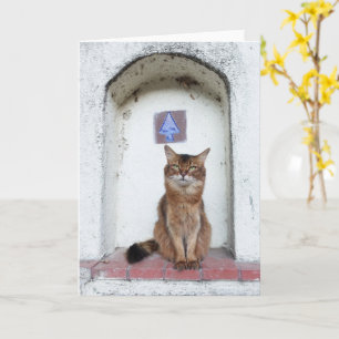 Carte Somali Cat in Alcove Old World Scene Greeting