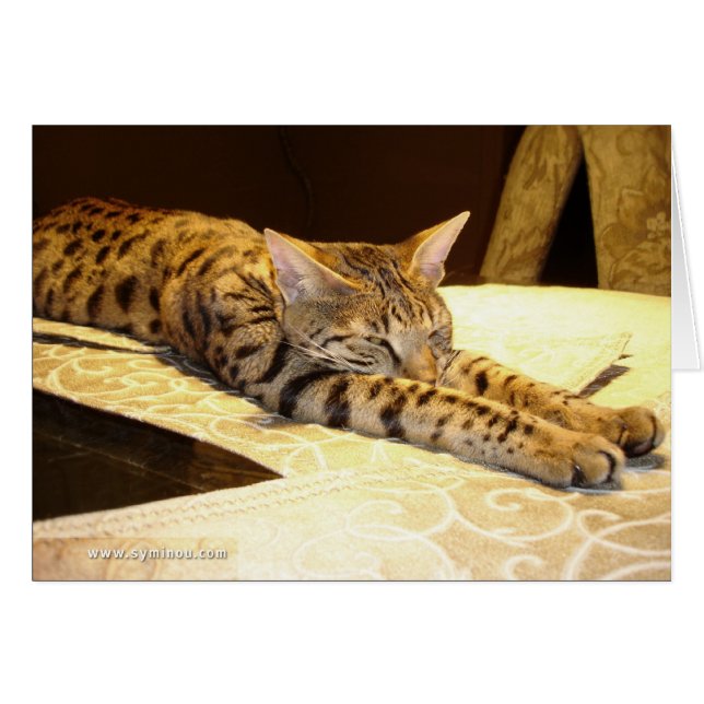 Carte somnolente de chat de la savane (Devant horizontal)