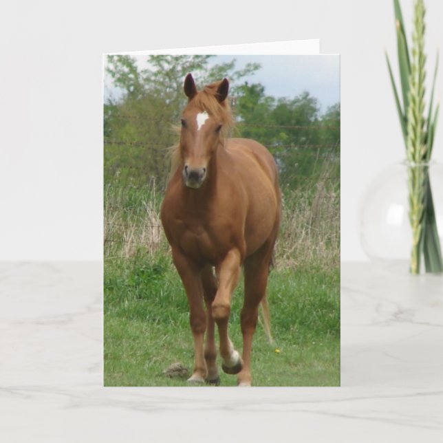 Carte Sorrel Gelding Trottes Vers Caméra (Devant)