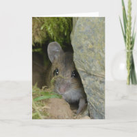 Souris de champ dans un trou dans le mur