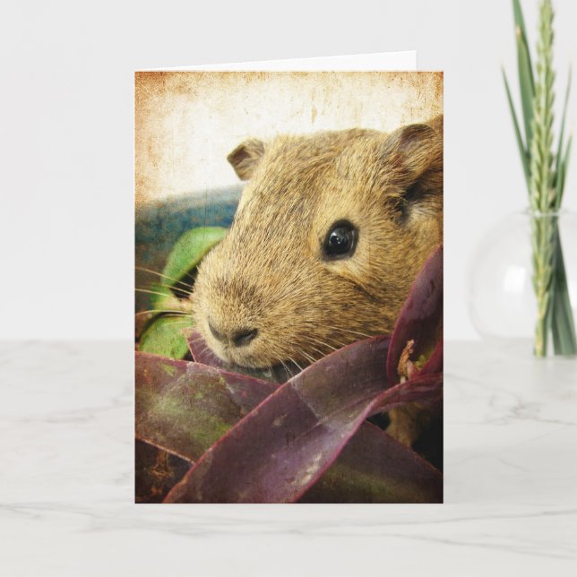Carte Souris le cochon de Guinée (Devant)