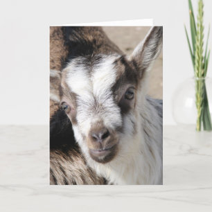 Carte Souris Le Enfant Alpin