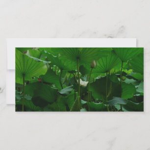 Carte Sous les Feuilles Lotus