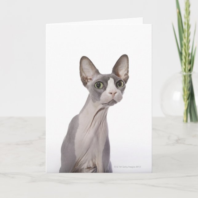 Carte Sphynx Cat with surprised expression (Devant)
