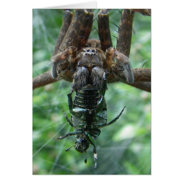 Carte Spider (Devant)