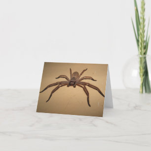 Carte Spider Huntsman