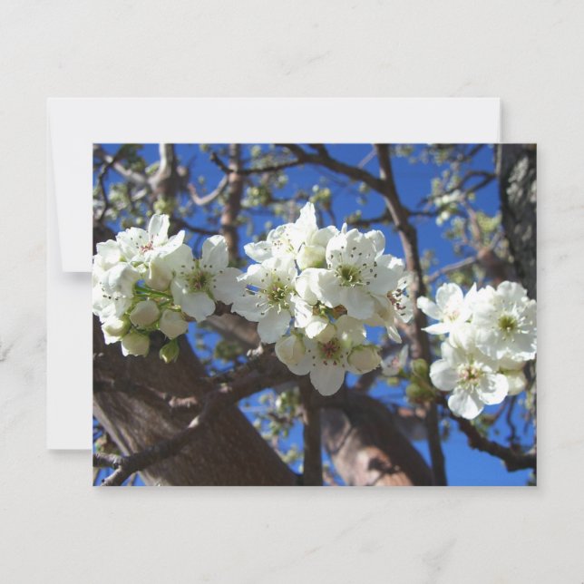 Carte Spring Flowering Pear Tree (Devant)