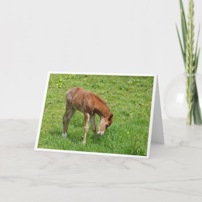 Carte Spring foal horse card (Devant)