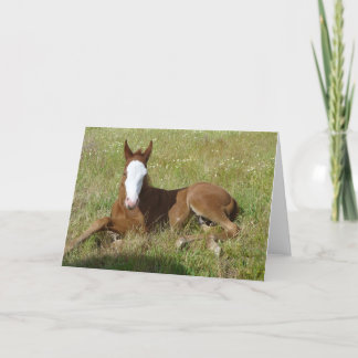 Carte Spring time foal