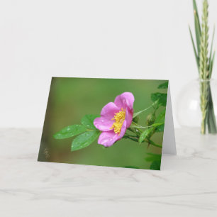 Carte Springs Storm Beauté Rose sauvage en pluie
