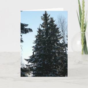 Carte Spruce Trees In Forest