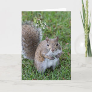 Carte Squirrel... You Make Me Laugh