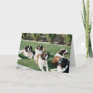 Carte St Bernards dans la cour