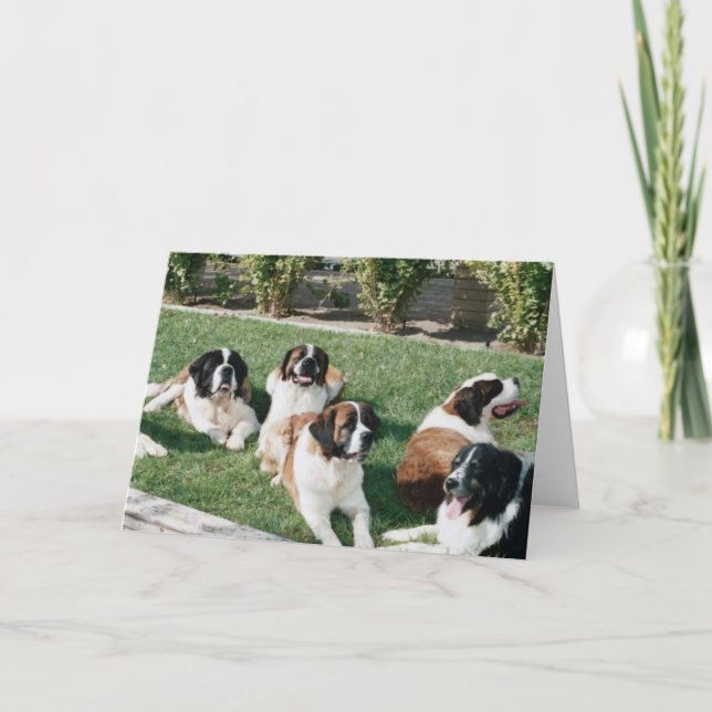 Carte St Bernards dans la cour (Devant)