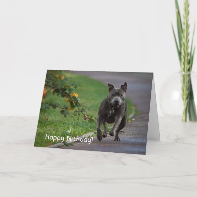 Carte Staffordshire Bull Terrier (Devant)