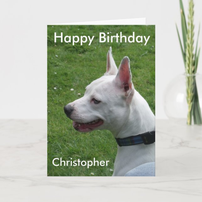 Carte Staffordshire Bull Terrier Joyeux anniversaire (Devant)