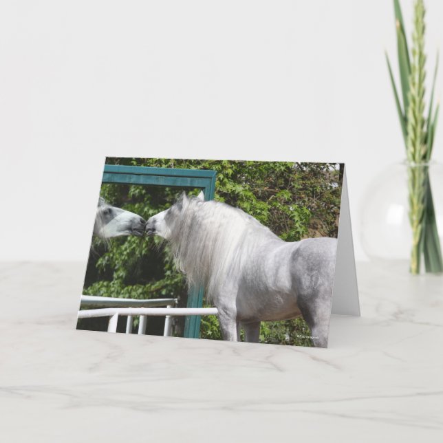 Carte Stallion Andalou Gris Regardant En Miroir (Devant)