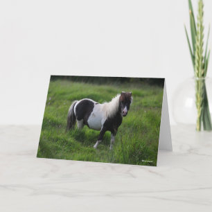 Carte Stallion Pony Shetland Se Trouvant Dans L'Herbe