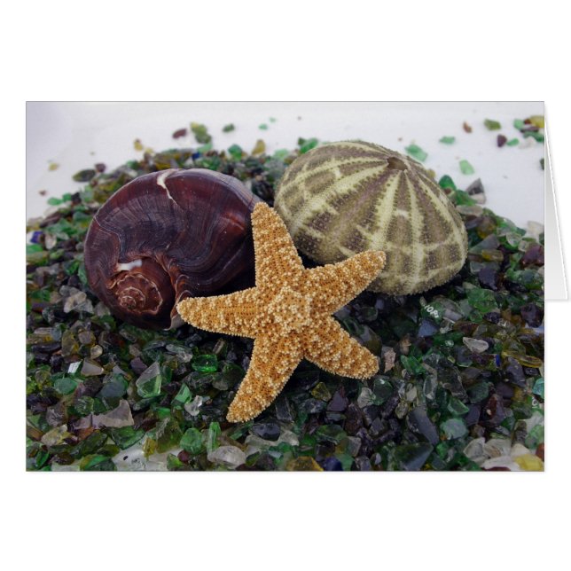 Carte Star Fish, Shell et Urchin (Devant horizontal)