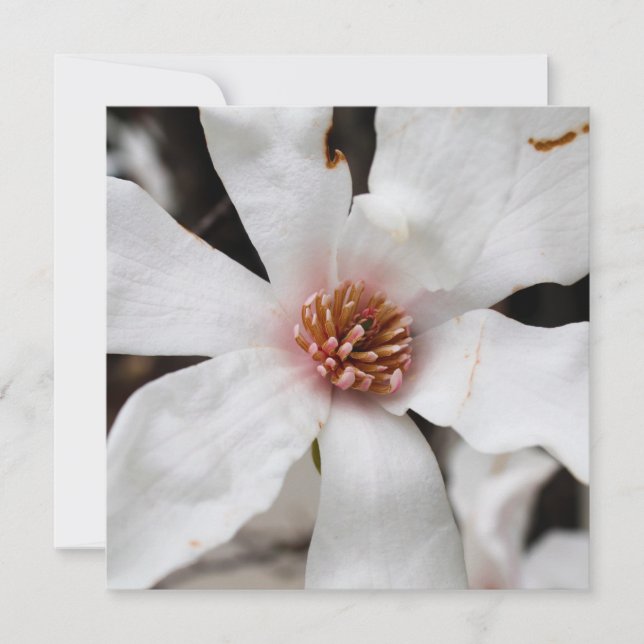 Carte Star Magnolia (Devant)