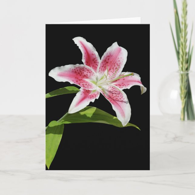 Carte Stargazer Lily (Devant)