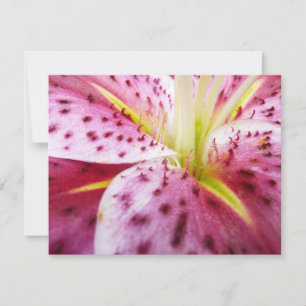 Carte Stargazer Lily brillant Magenta Floral