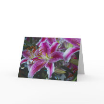Stargazer Lys rose & Magenta