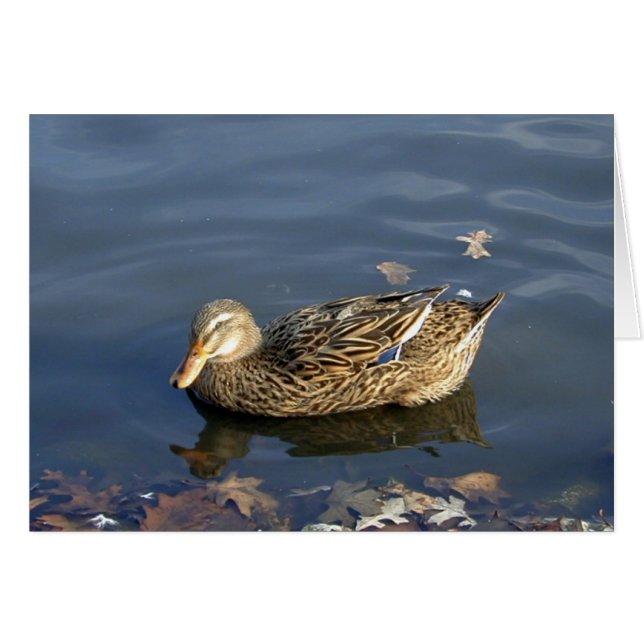 Carte Stripey Duck (Devant horizontal)