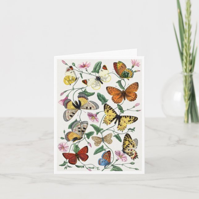 Carte Study of Diurnal butterflies by Paul Gervais Brief (Devant)