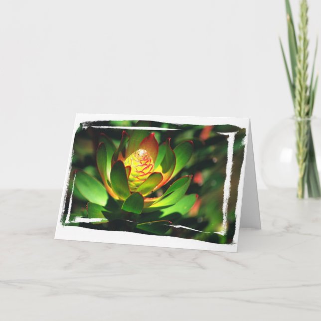 Carte Succulent Bud (Devant)