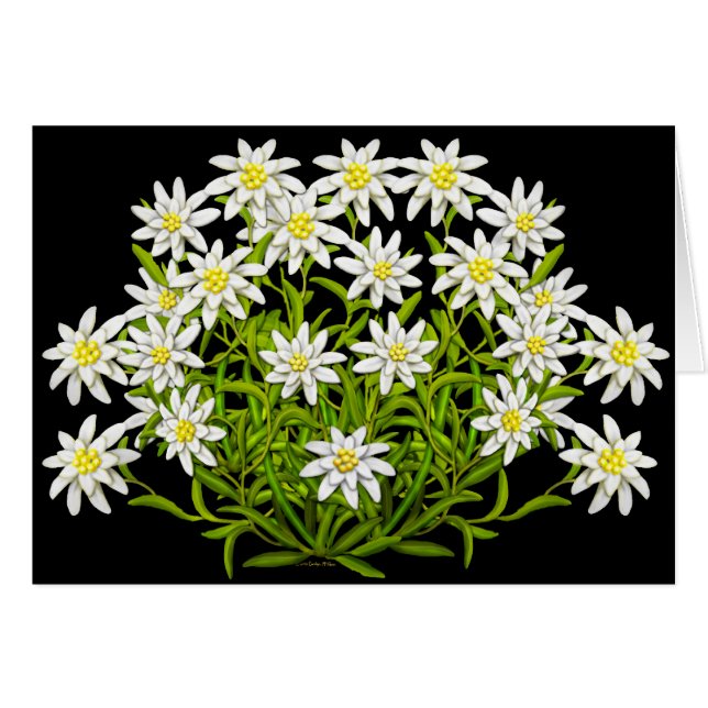 Carte suisse des fleurs Edelweiss (Devant horizontal)