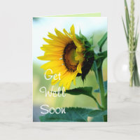 Sunflower 703