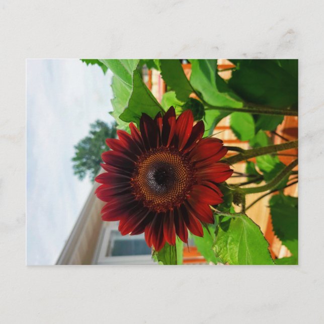 Carte Sunflower Post (Devant)
