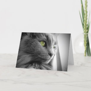 Carte Superbe chat gris bleu avec yeux verts - blanc