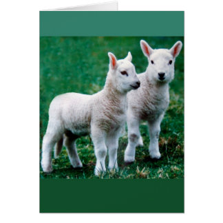 Carte Sven & Ole