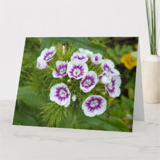 Carte Sweet William Flower
