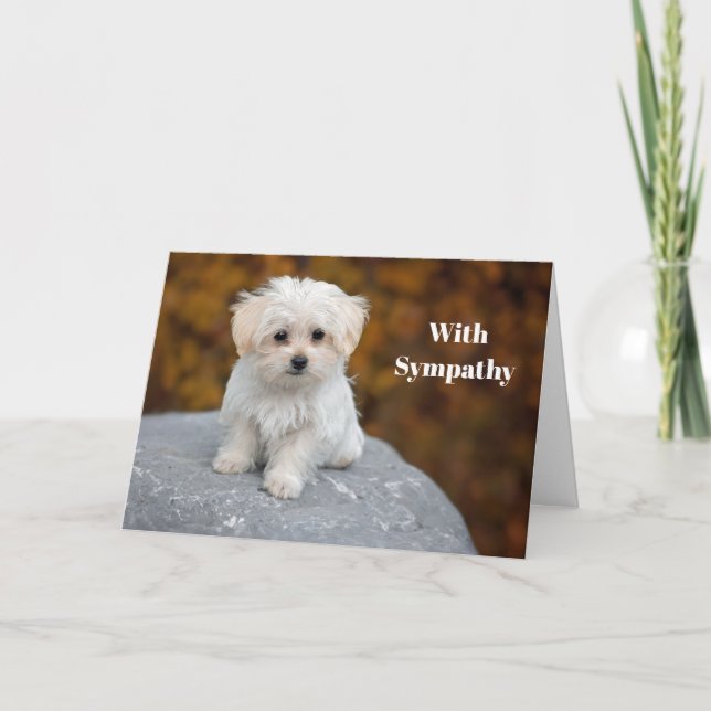 Carte Sympathie avec la photo de chiot blanc maltais (Devant)