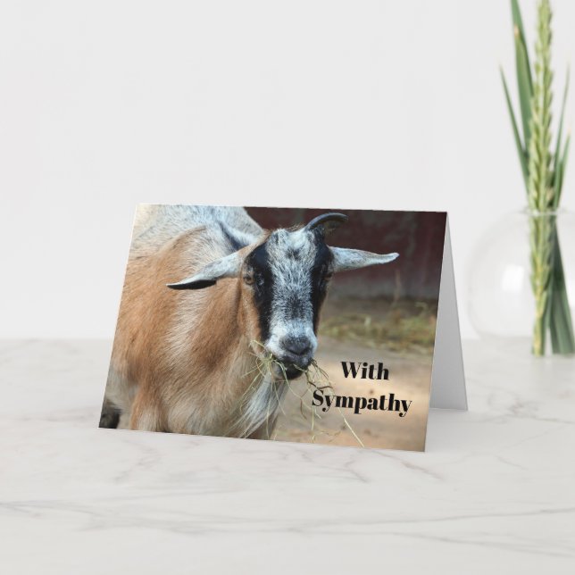Carte Sympathie avec la photo de la petite chèvre mangea (Devant)